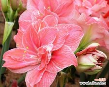 探寻朱顶红风水背后的深意 以朱顶红风水寓意是什么