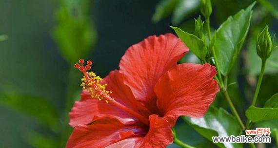 倾听朱槿花的心声 朱槿花花语探秘——传递爱与美的使者