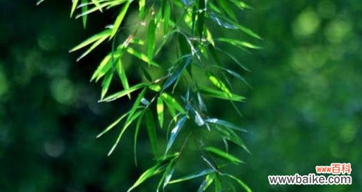 深入探究竹子的内涵及其在文化中的应用 竹子的寓意与象征意义