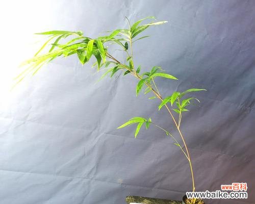 深入探究竹子的内涵及其在文化中的应用 竹子的寓意与象征意义