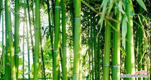 探索竹子的韧性 竹子的特点与象征意义