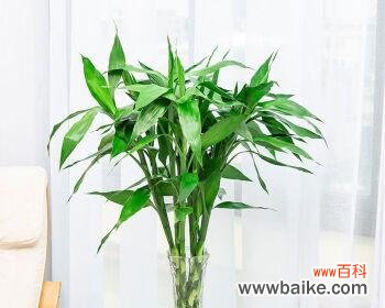 竹子 竹子的品质和精神象征