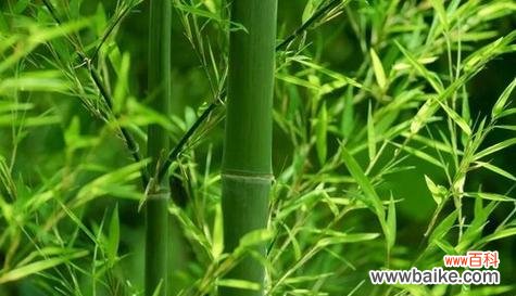 竹子 竹子的品质和精神象征