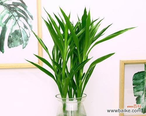 竹子 竹子的品质和精神象征