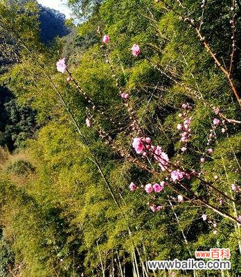探寻竹夹桃花的花语之美 竹夹桃花