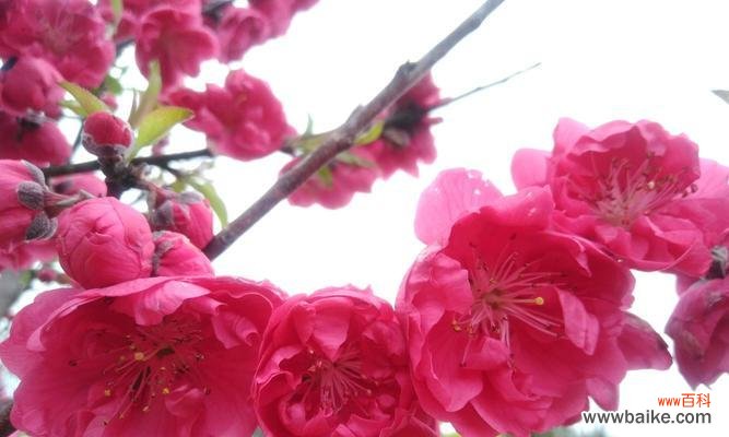 探寻竹夹桃花的花语之美 竹夹桃花