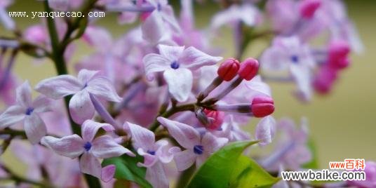 传递花语与情感 紫丁香的寓意与象征