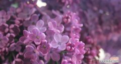 传递花语与情感 紫丁香的寓意与象征
