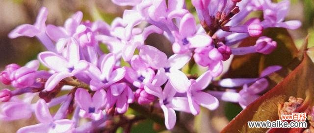 追寻花语的文化背景与深刻内涵 紫丁香的花语与美丽传承