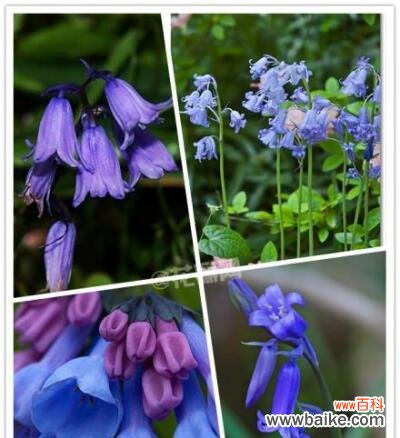 探索紫斑风铃草的寓意与传说 紫斑风铃草的花语与美丽传说