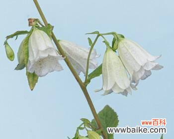 探索紫斑风铃草的寓意与传说 紫斑风铃草的花语与美丽传说