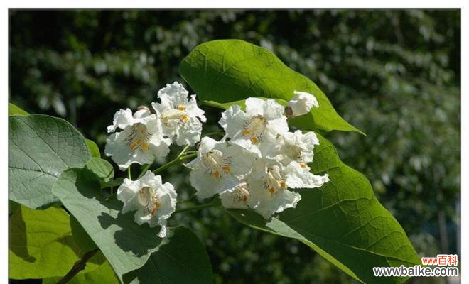 生命力的象征——梓树的 梓树的寓意和象征