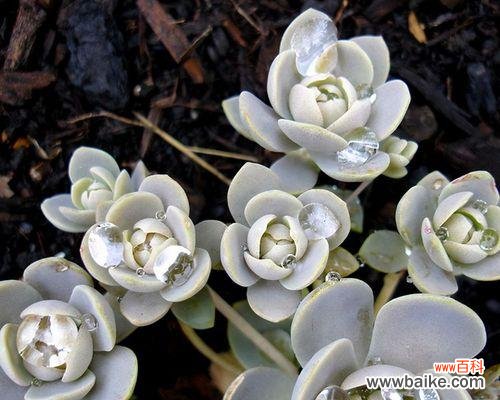 以子持莲华的花语传递着坚守和美丽的力量 以子持莲华的花语——坚韧不拔，绽放优雅