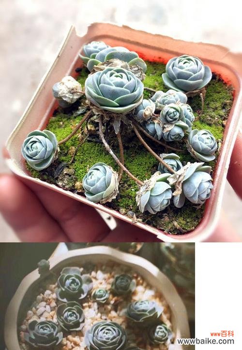 以子持莲华的花语传递着坚守和美丽的力量 以子持莲华的花语——坚韧不拔，绽放优雅