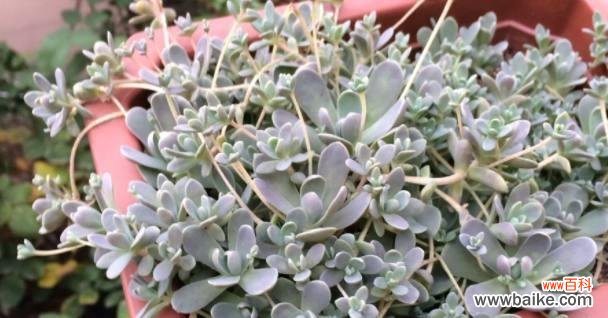 以子持莲华的花语传递着坚守和美丽的力量 以子持莲华的花语——坚韧不拔，绽放优雅