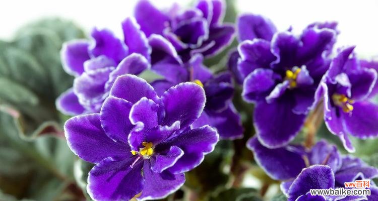 揭开紫罗兰的神秘面纱 紫罗兰的真正花语