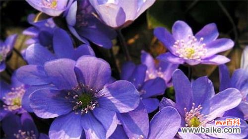 揭开紫罗兰的神秘面纱 紫罗兰的真正花语