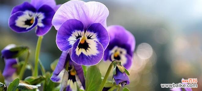 揭开紫罗兰的神秘面纱 紫罗兰的真正花语