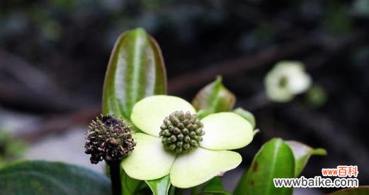 解读紫堇花的神秘花语 紫堇花的花语与含义