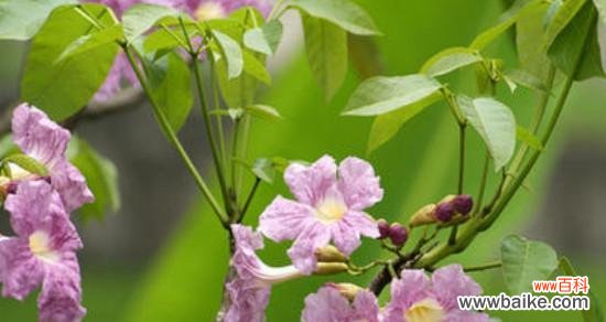 探寻紫花风铃木的神秘语言 紫花风铃木的花语与寓意