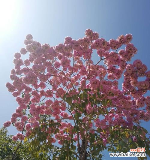 探寻紫花风铃木的神秘语言 紫花风铃木的花语与寓意