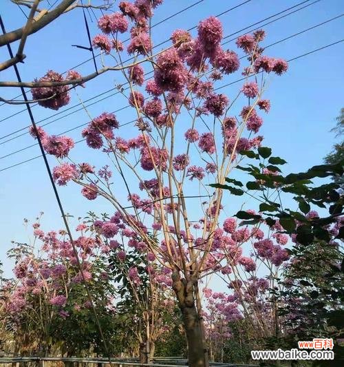 探寻紫花风铃木的神秘语言 紫花风铃木的花语与寓意