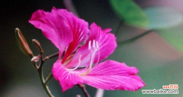 探寻紫荆花的深层内涵 紫荆花的花语与意义