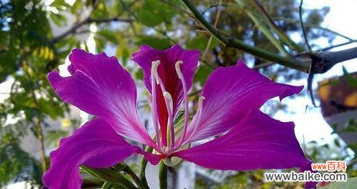 探寻紫荆花的深层内涵 紫荆花的花语与意义