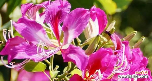 探寻紫荆花背后的含义 紫荆花的象征意义——爱与自由的象征