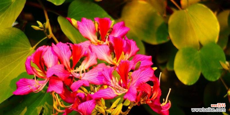 探寻紫荆花背后的含义 紫荆花的象征意义——爱与自由的象征