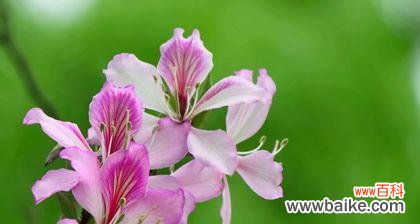 探寻紫荆花背后的含义 紫荆花的象征意义——爱与自由的象征