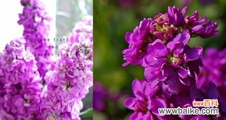 揭示紫罗兰花语的情感与寓意 紫罗兰花语的深刻意义