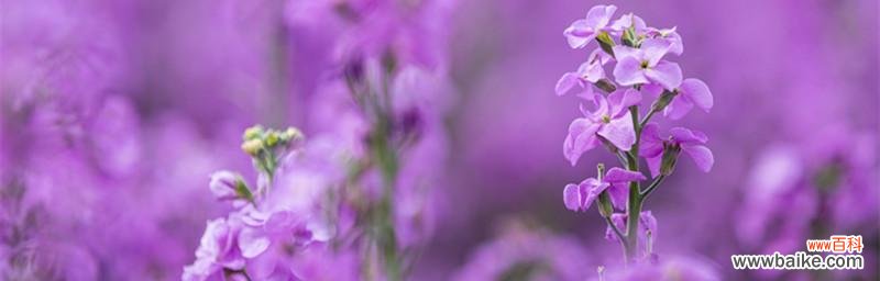 探索紫罗兰花的神秘语言和象征意义 紫罗兰花的花语与寓意