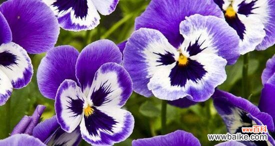 探索紫罗兰花的神秘语言和象征意义 紫罗兰花的花语与寓意