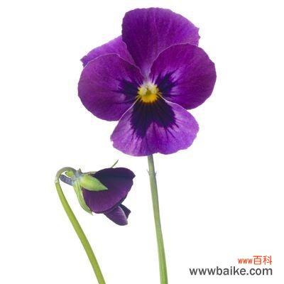 送给父母 紫罗兰花语