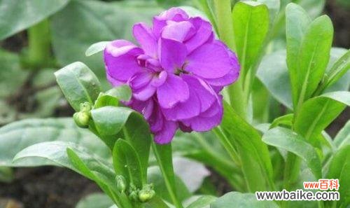 揭示紫罗兰花的深刻寓意及其象征意义 紫罗兰花语