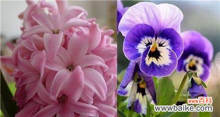 探索紫罗兰花语的深层含义及其象征意义 紫罗兰花语与象征意义