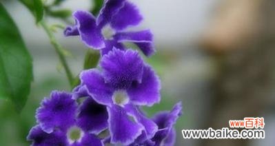 探索紫罗兰花语的深层含义及其象征意义 紫罗兰花语与象征意义