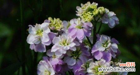 用心传递爱意 紫罗兰花语图片大全