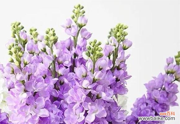 用心传递爱意 紫罗兰花语图片大全