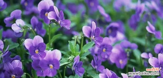 用心传递爱意 紫罗兰花语图片大全