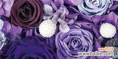 探索紫玫瑰背后隐藏的深意 紫玫瑰的花语与意义