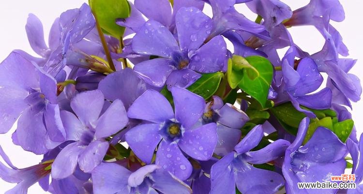 深入探寻紫罗兰的文化内涵和象征意义 紫罗兰的意义与象征