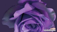 紫玫瑰传递着神秘 紫玫瑰的花语与寓意
