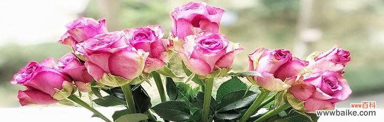 深情迷人的紫玫瑰 紫玫瑰的寓意和象征意义