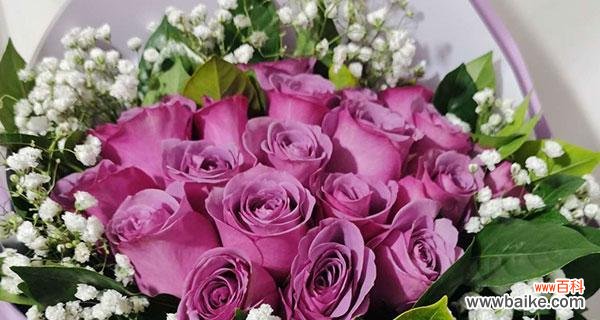 探索紫玫瑰花语的背后世界 紫玫瑰的花语及其意义