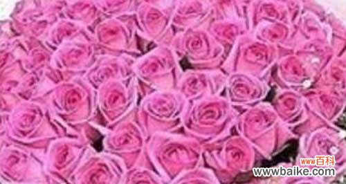 探索紫玫瑰花语的背后世界 紫玫瑰的花语及其意义