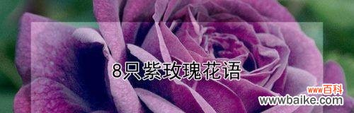 揭开紫玫瑰所蕴含的神秘密码 紫玫瑰的花语及其深刻意义