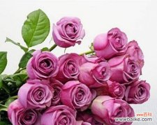 揭开紫玫瑰所蕴含的神秘密码 紫玫瑰的花语及其深刻意义