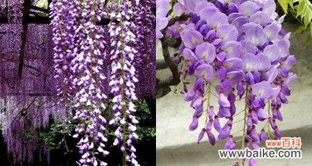 紫藤花的花语寓意与魅力 紫藤花花语